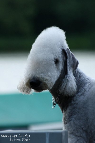 2010-06-14 Airis Blue Volshebny Svet (8).jpg